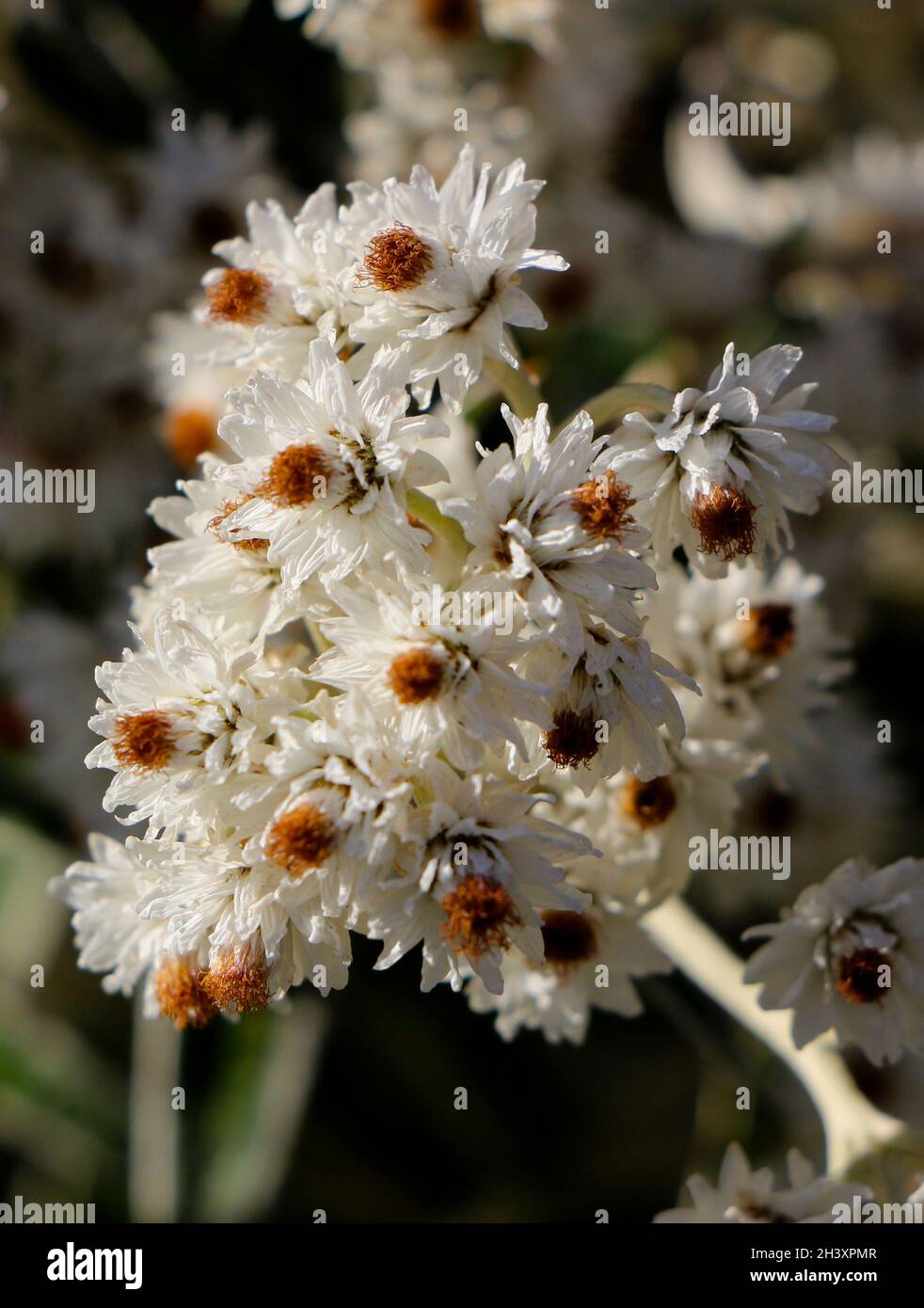 Pearly everlasting Anaphalis margaritacea flowers in natural sunlight Stock Photo