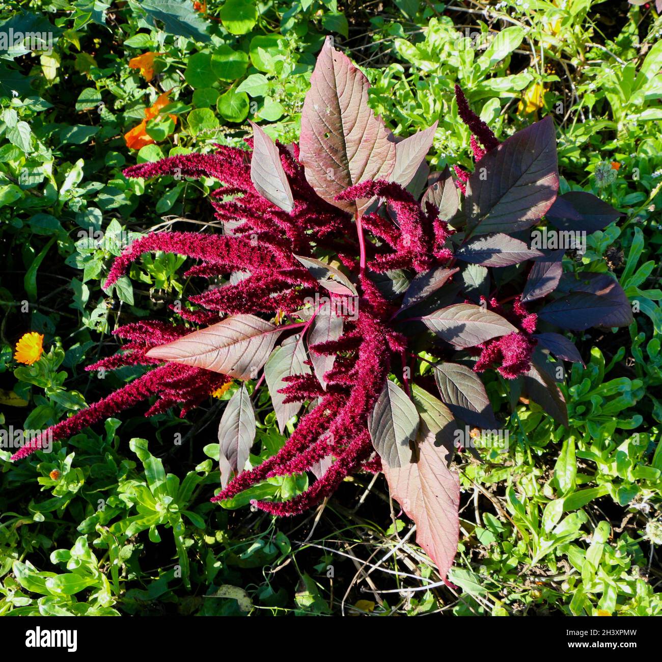 Blood amaranth Amaranthus cruentus flowering plant in natural light