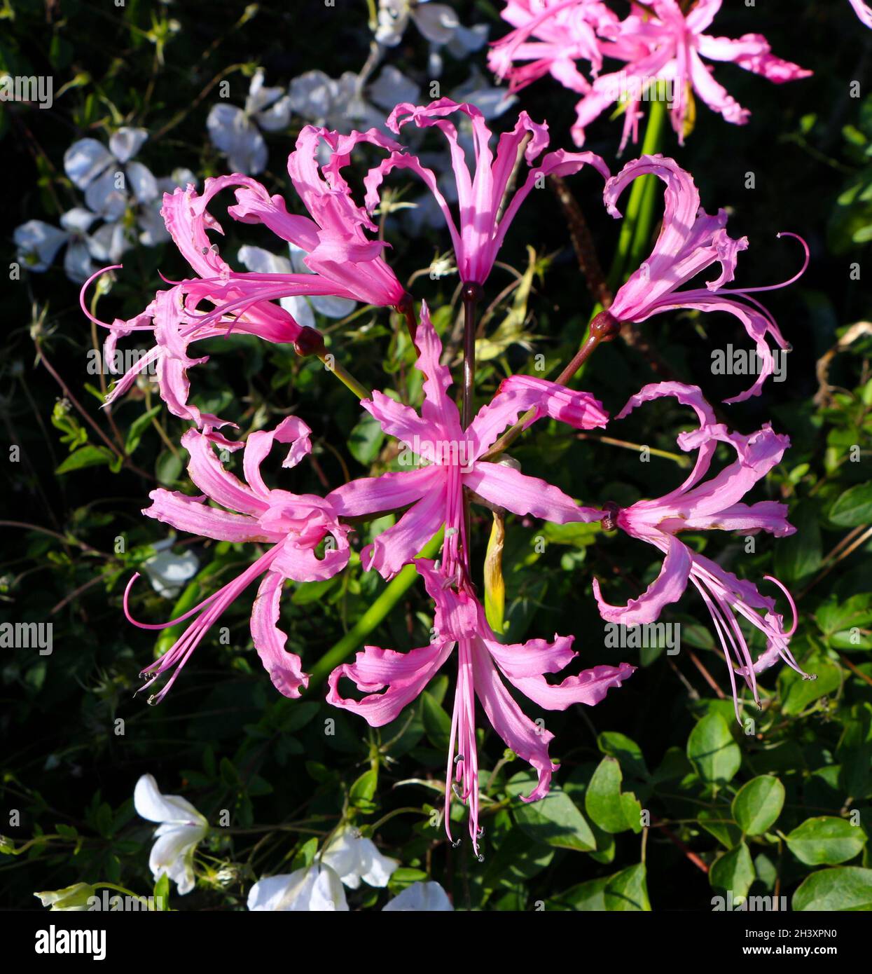 Guernsey lily Nerine bowdenii flowers in natural light Stock Photo