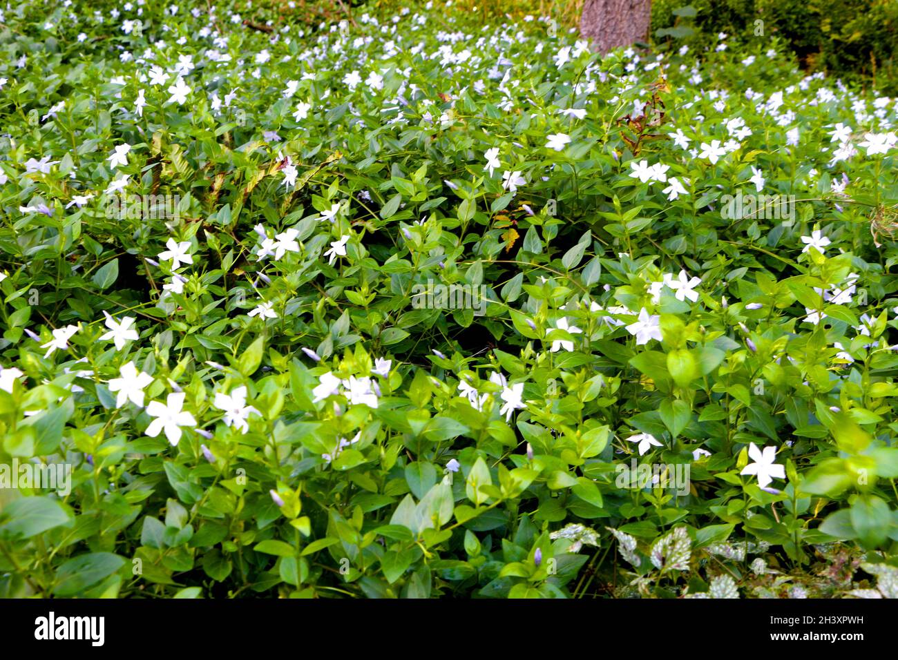 Lamium album white dead-nettle flowers with dense foliage Stock Photo