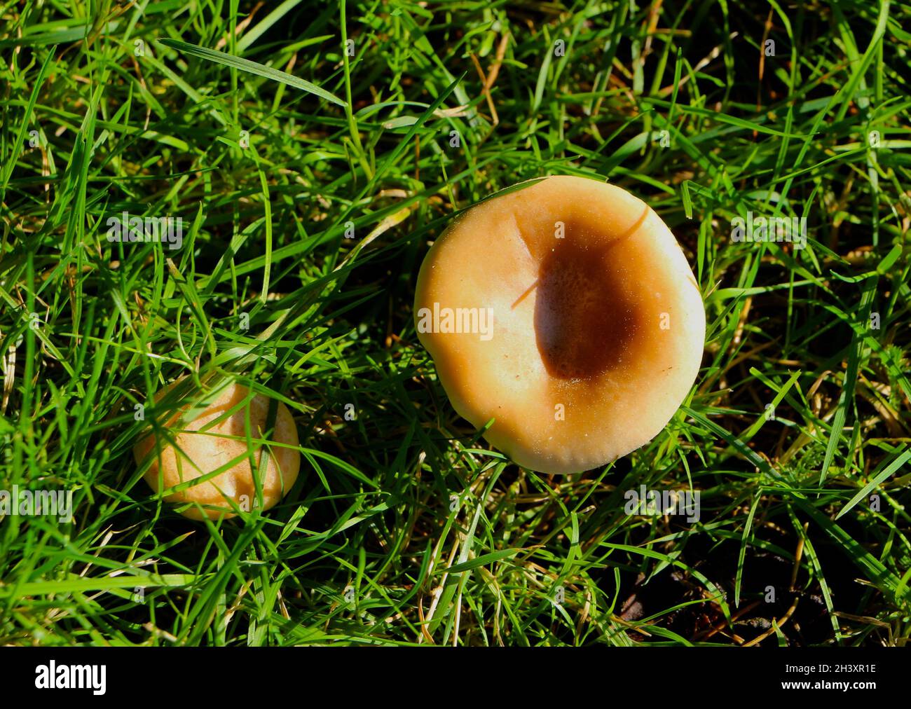 Lactifluus volemus wild mushrooms seen from above Stock Photo