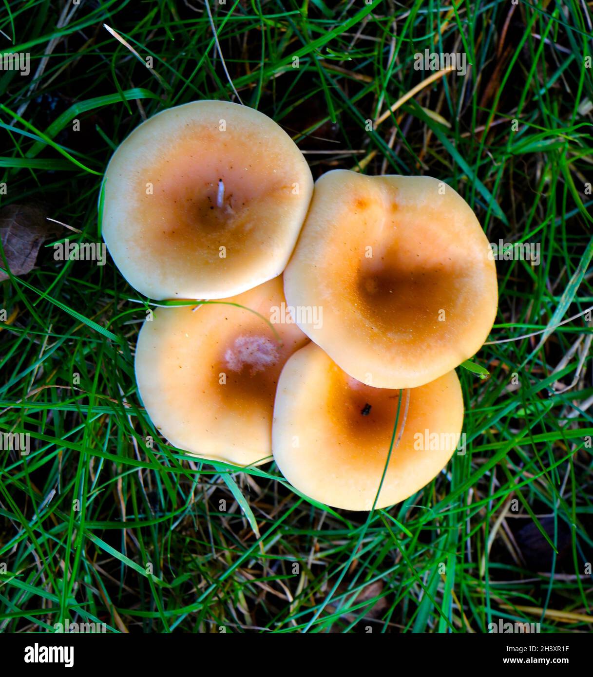Lactifluus volemus wild mushrooms seen from above Stock Photo