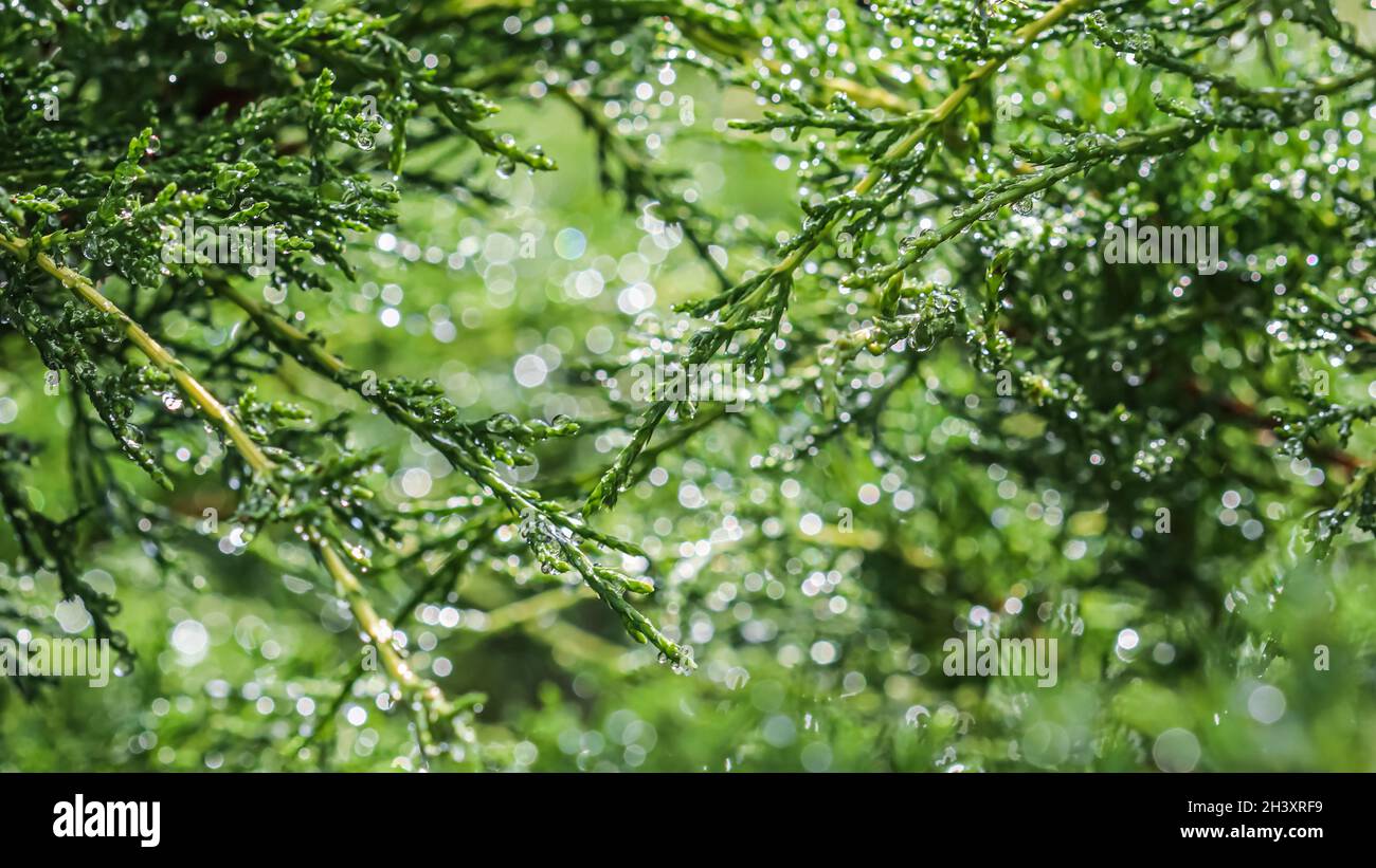 Texture, background, pattern of green branches of evergreen juniper with rain drops. Bokeh with light reflection Stock Photo