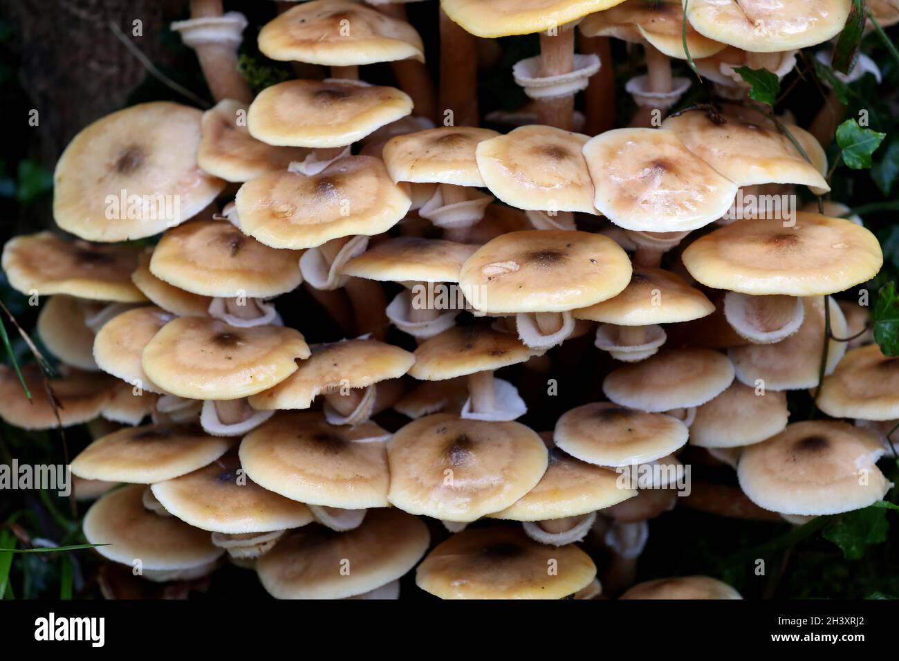 Mushrooms and fungi pictured growing on an old tree stump in Sussex, UK