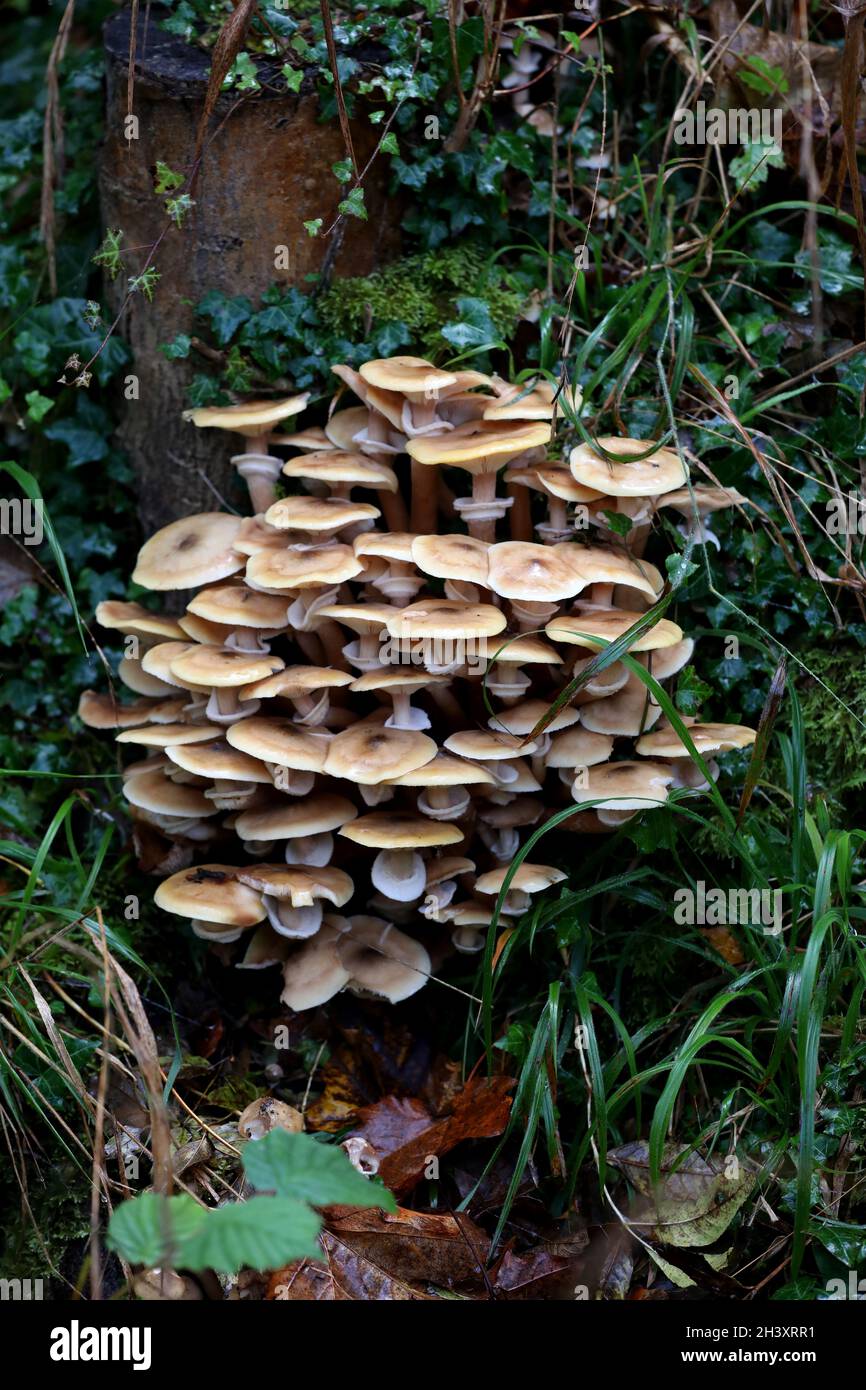 Mushrooms and fungi pictured growing on an old tree stump in Sussex, UK
