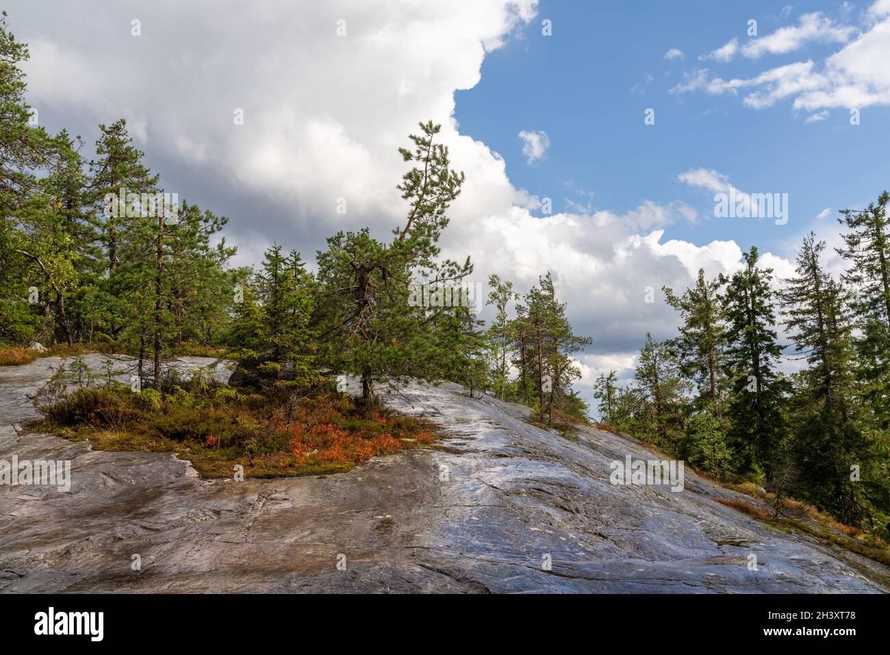 A taiga forest landscape with a large rock boulder in the foreground ...