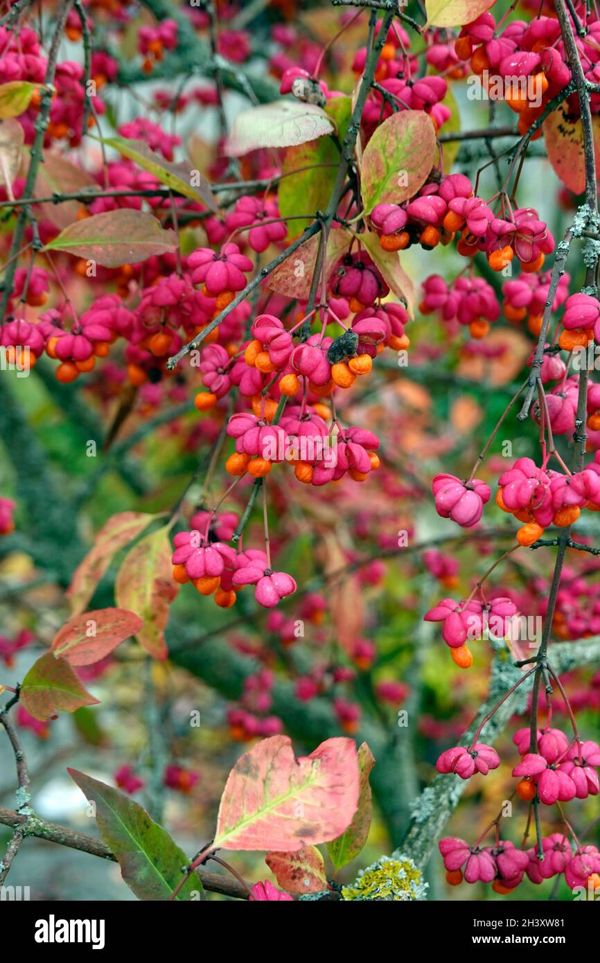 Spindelstrauch (Euonymus europaeus), auch Europäisches oder