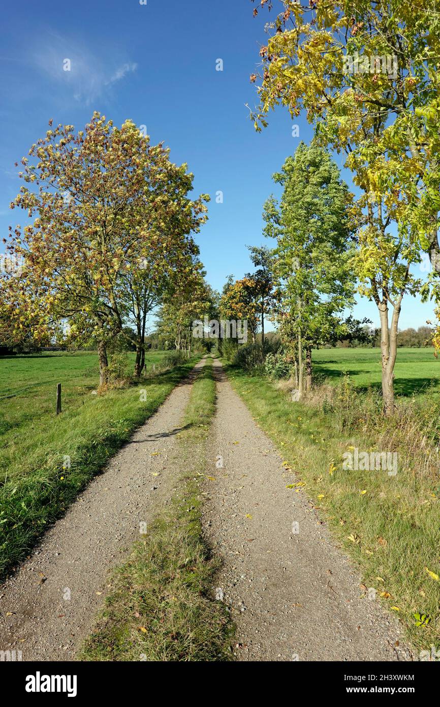Frchte Von Laubbumen