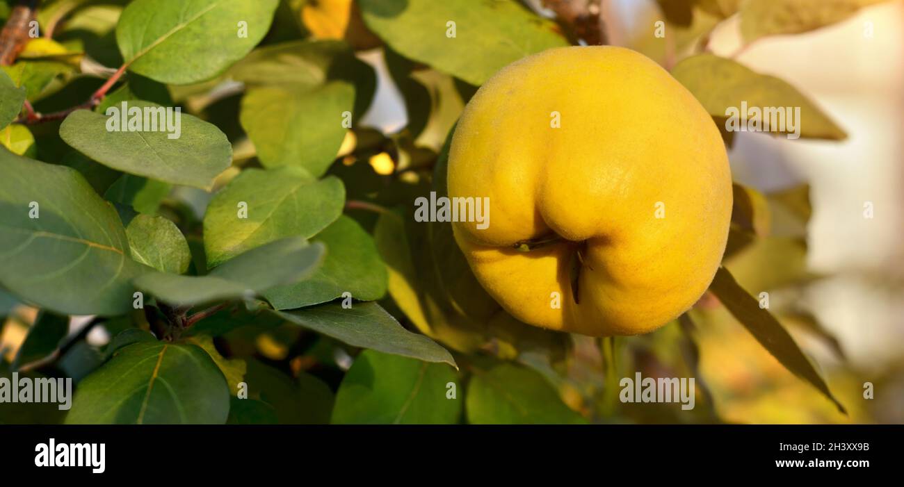 Ripe quince fruits on a tree among green leaves, selective focus. The concept of organic gardening. Stock Photo