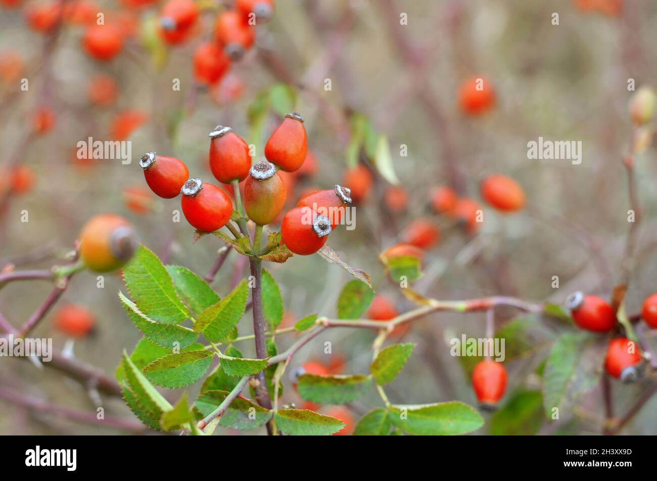 Red rose hip fruits on a bush in autumn outdoors. Wild rose hip fruits are valuable medicinal raw materials with a high content of vitamin C. Stock Photo