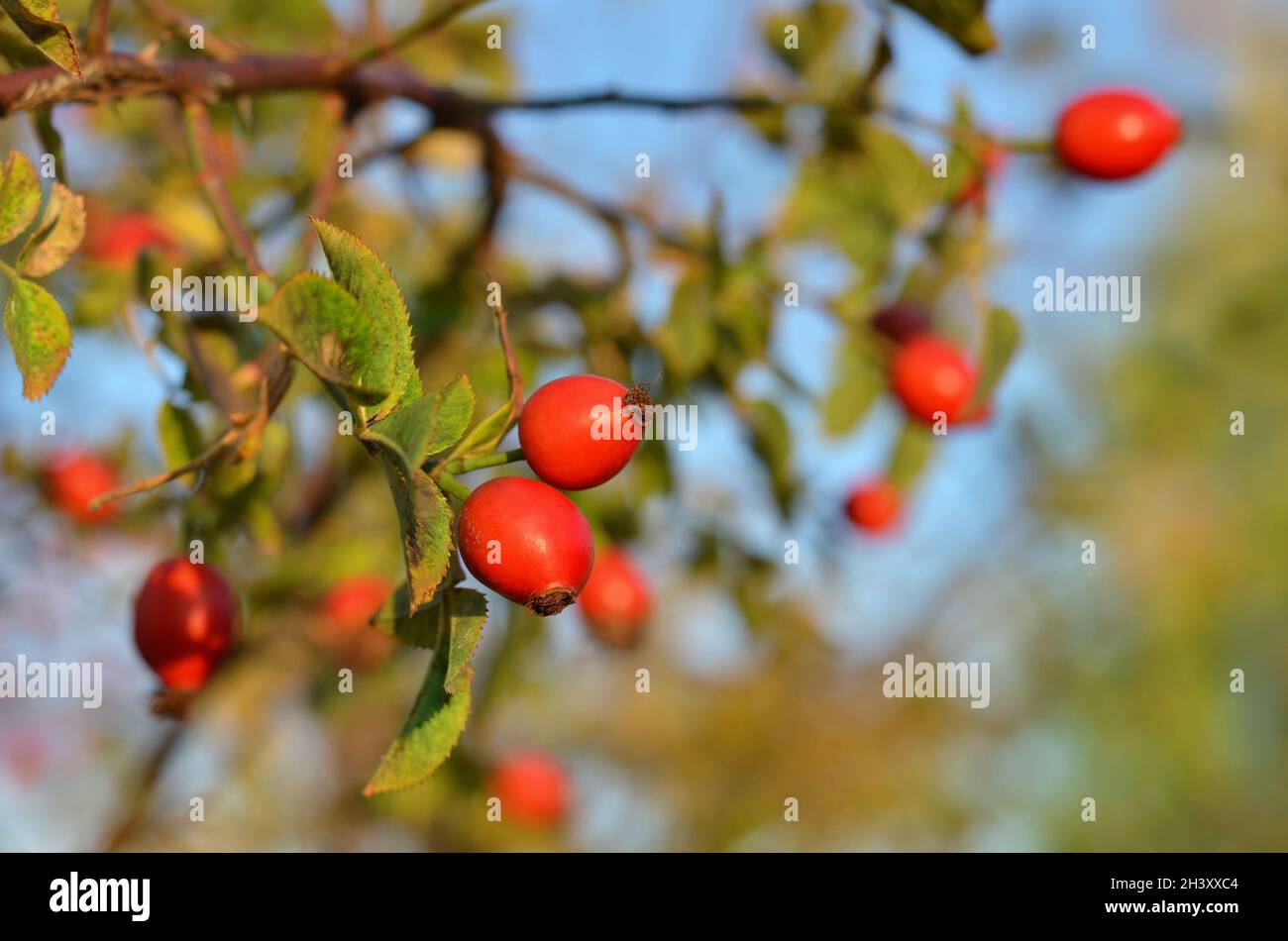 Red rose hip fruits on a bush in autumn outdoors. Rosehip fruits are valuable medicinal raw materials with a high content of vitamin C. Stock Photo