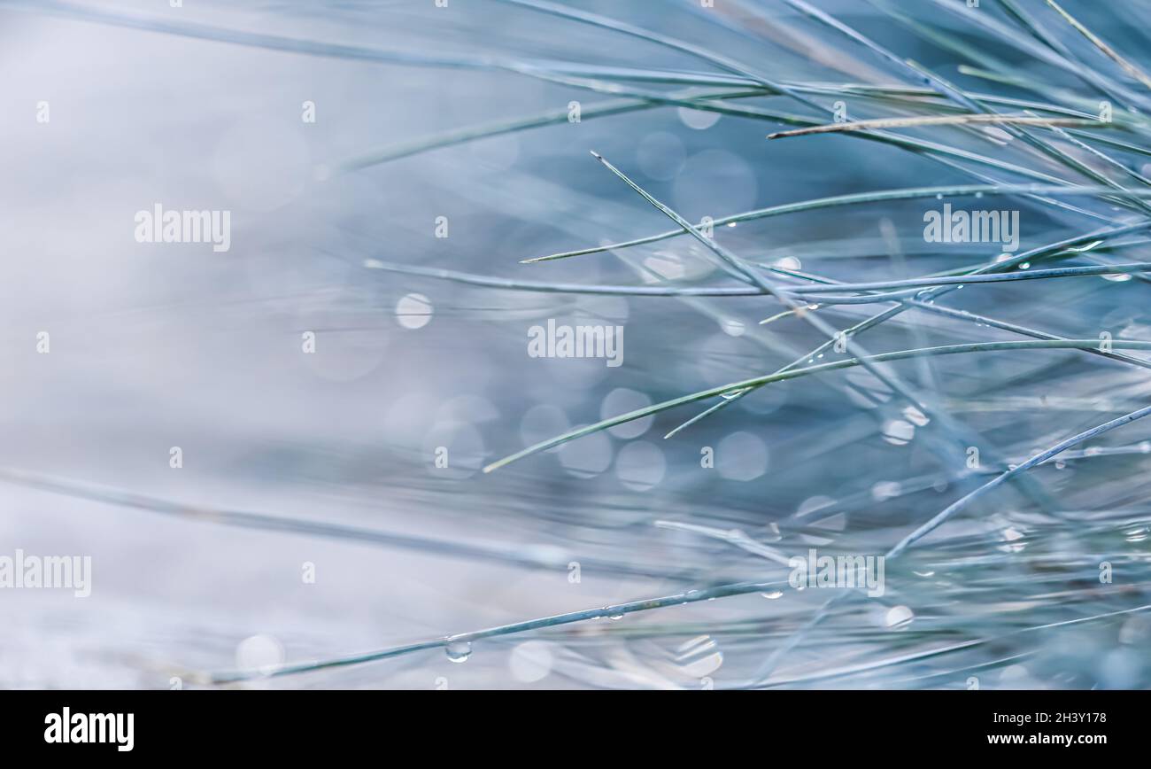 Texture, background, pattern of decorative grass Blue Fescue with rain drops. Bokeh with light reflection Stock Photo