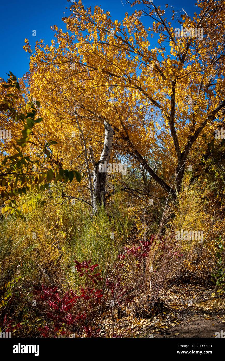 Fall color tree trees red yellow colorful green contrast hi-res stock ...