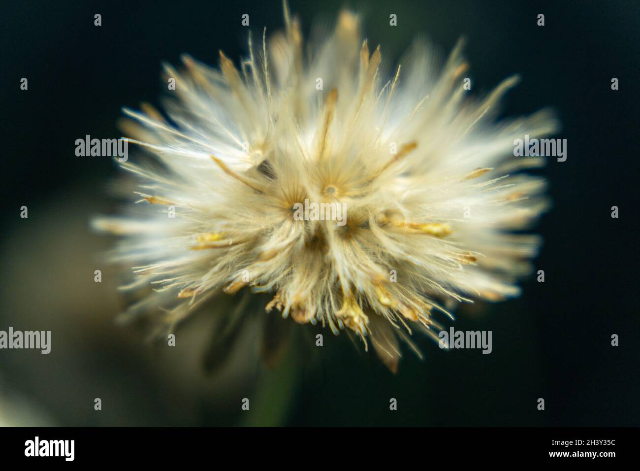 A macro shot of a golden star thistle Stock Photo