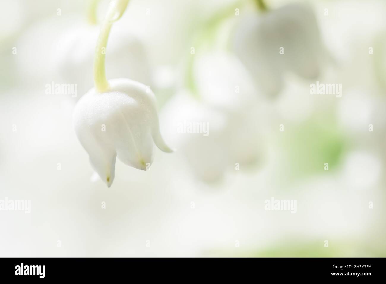 Blooming lily of the valley flowers. Natural floral background Stock Photo