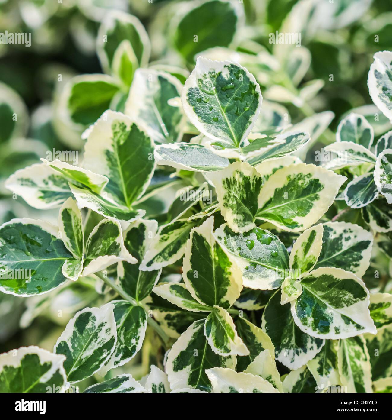 Texture, background, pattern of green and white leaves of Euonymus fortunei Emerald Gaiety with rain drops Stock Photo