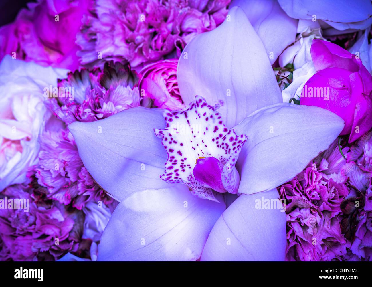 Macro white orchid hi-res stock photography and images - Page 4 - Alamy, image size:1300x1003