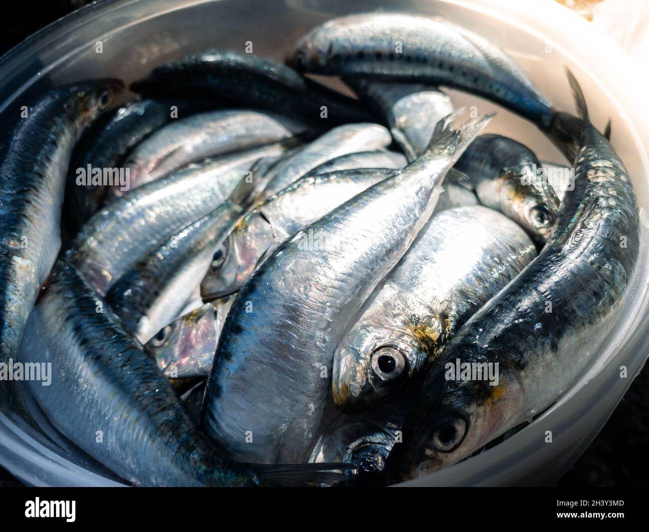Fresh raw sardine for grill plate. Prepared spanish pilchard style