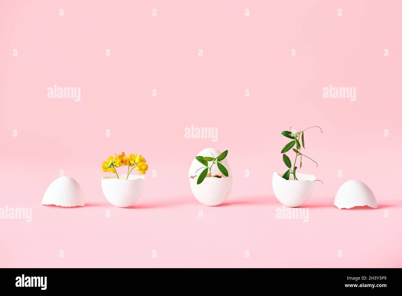 Flowers in eggshell on pink background Stock Photo