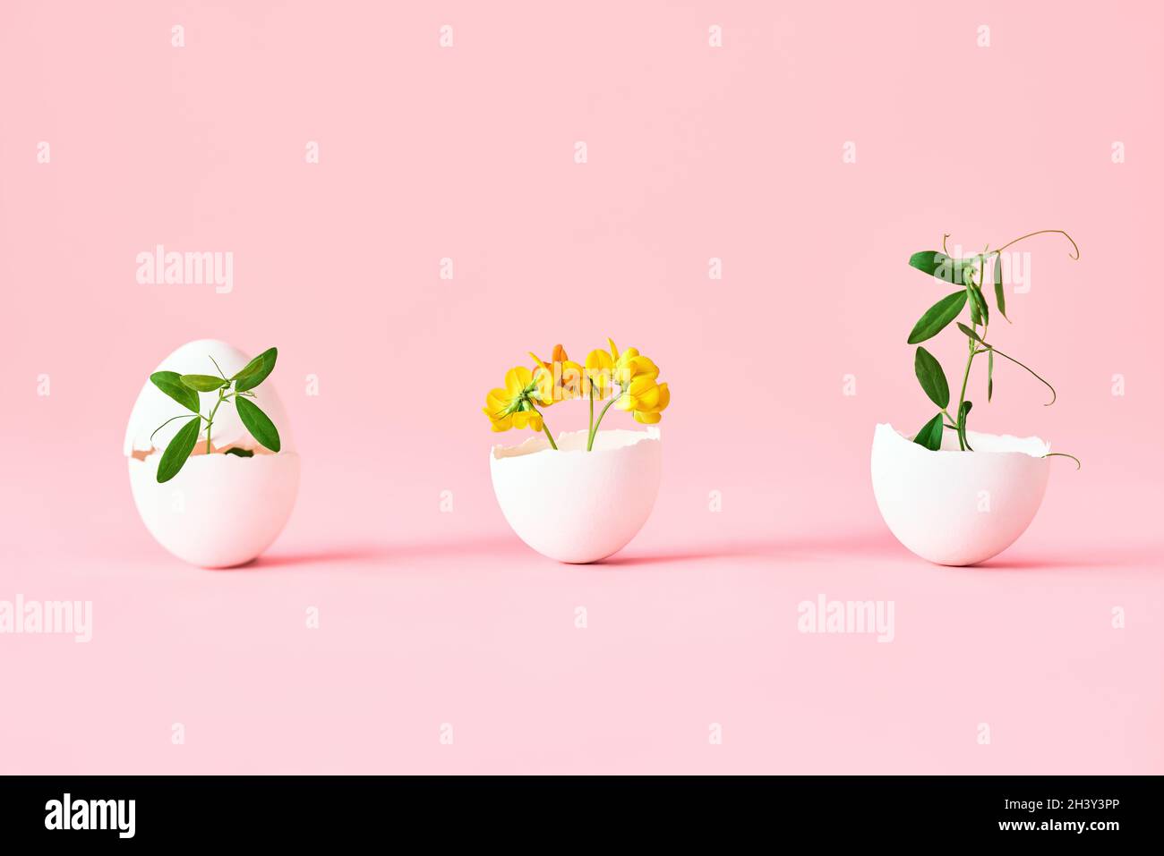 Flowers in eggshell on pink background Stock Photo
