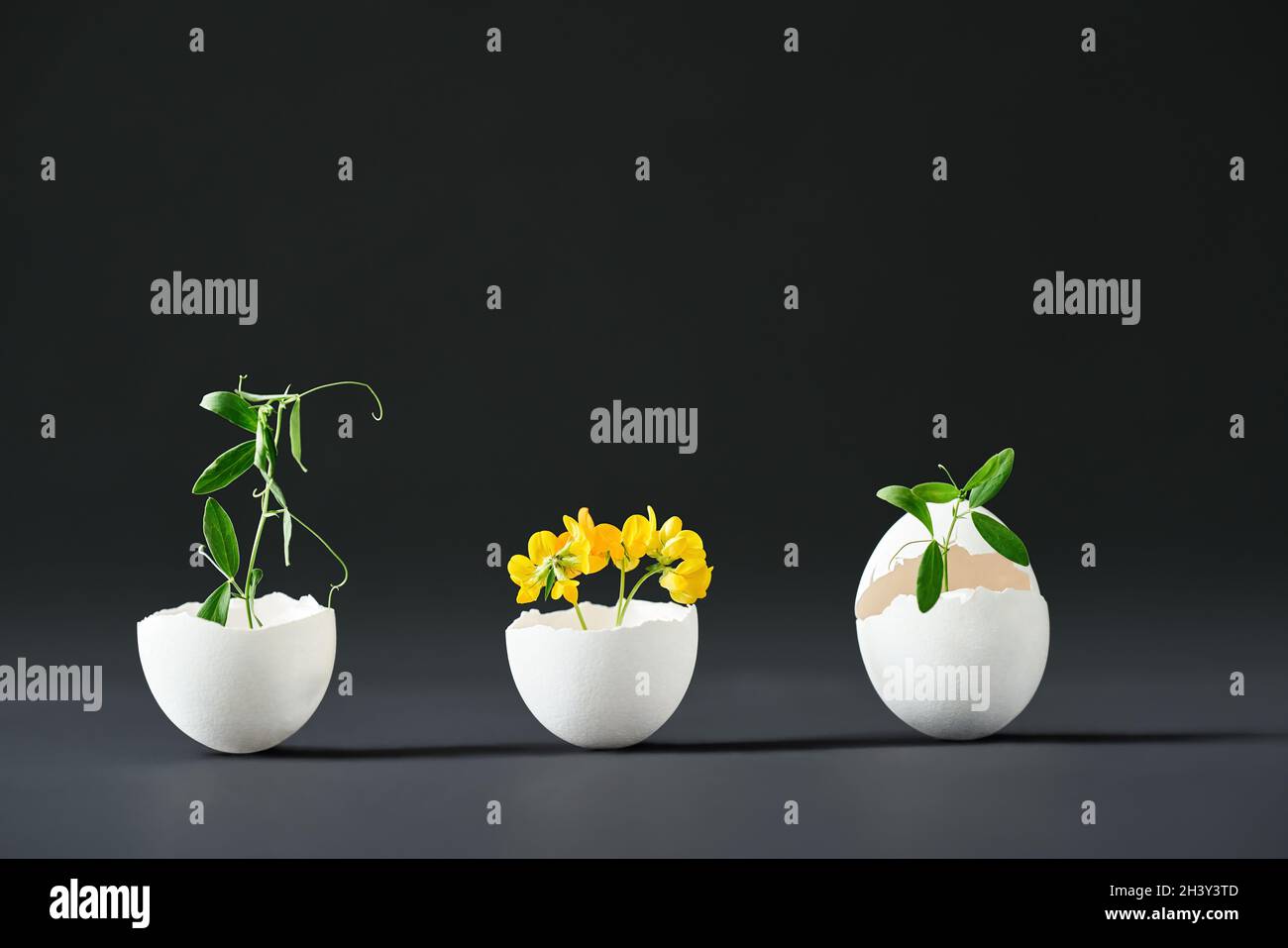 Flowers in eggshell on black background. Stock Photo