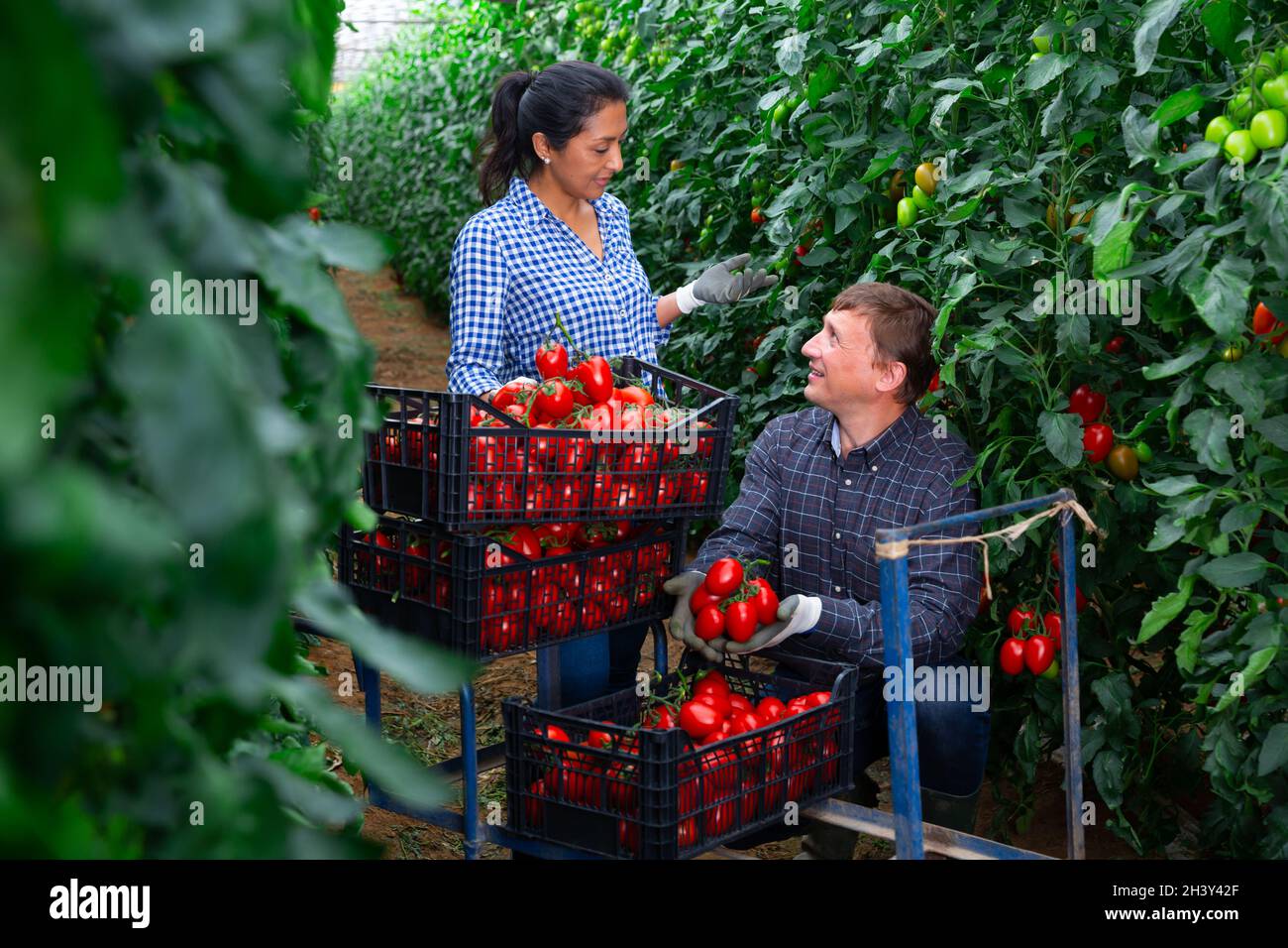 Farmer with Hispanic wife harvesting tomatoes in greenhouse Stock Photo ...