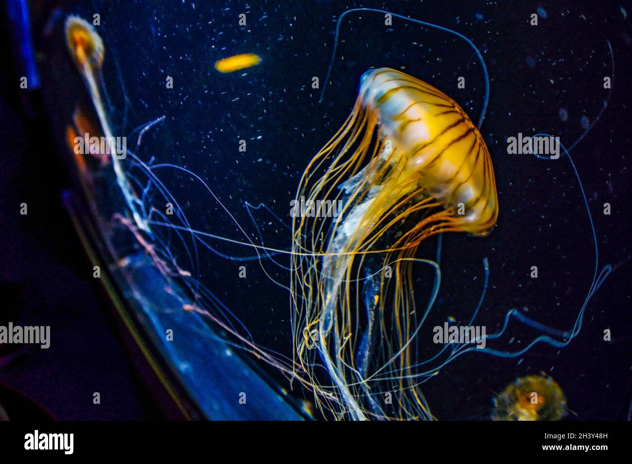 Image of jellyfish (poison jellyfish Stock Photo Alamy