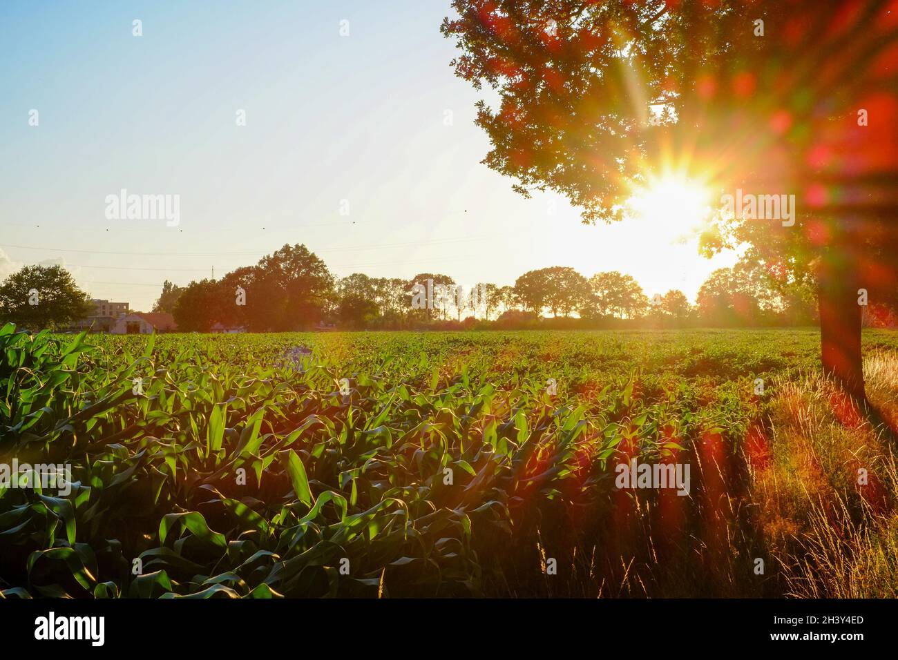 Amazing panorama of golden corn fields in autumn sunrise Stock Photo