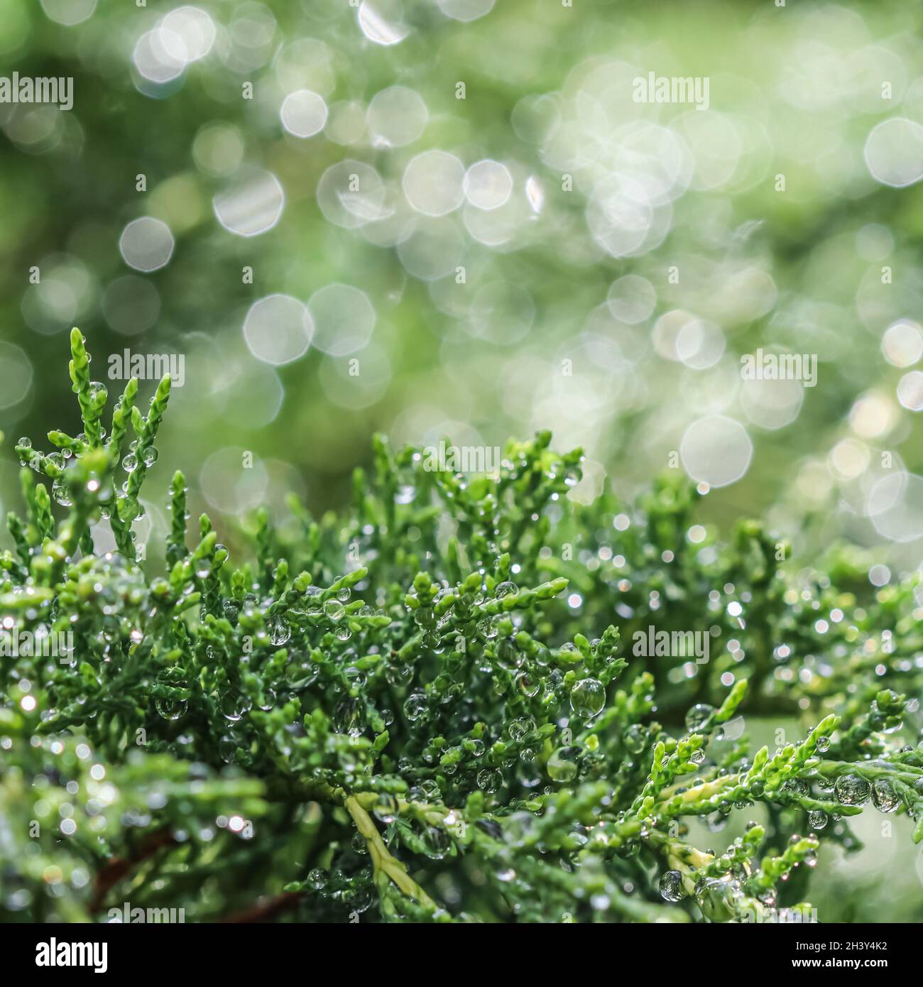 Texture, background, pattern of green branches of evergreen juniper with rain drops. Bokeh with light reflection Stock Photo