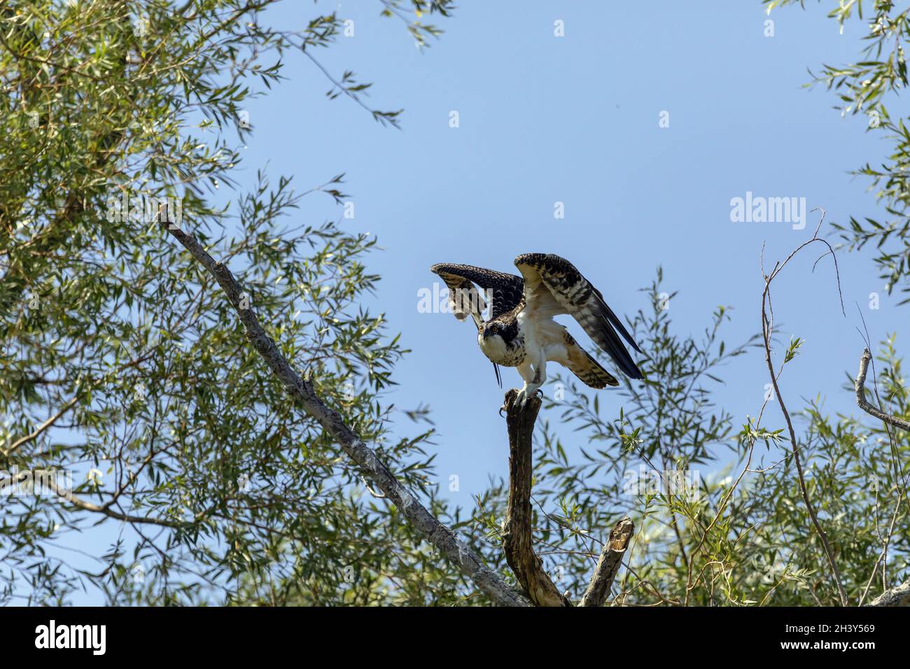 The young western osprey (Pandion halliaetus) Stock Photo