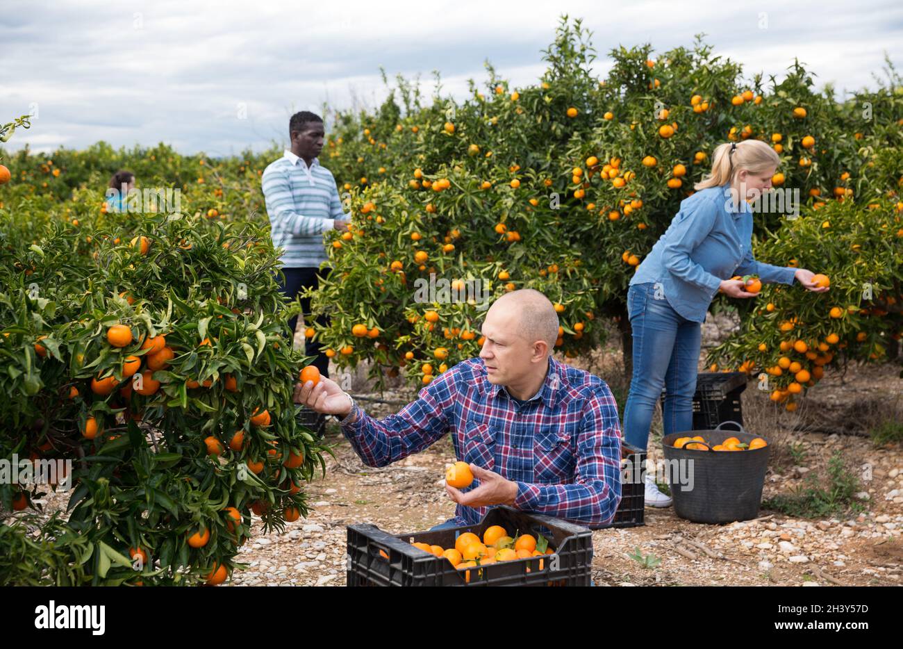 Male gathering harvest of mandarins Stock Photo Alamy