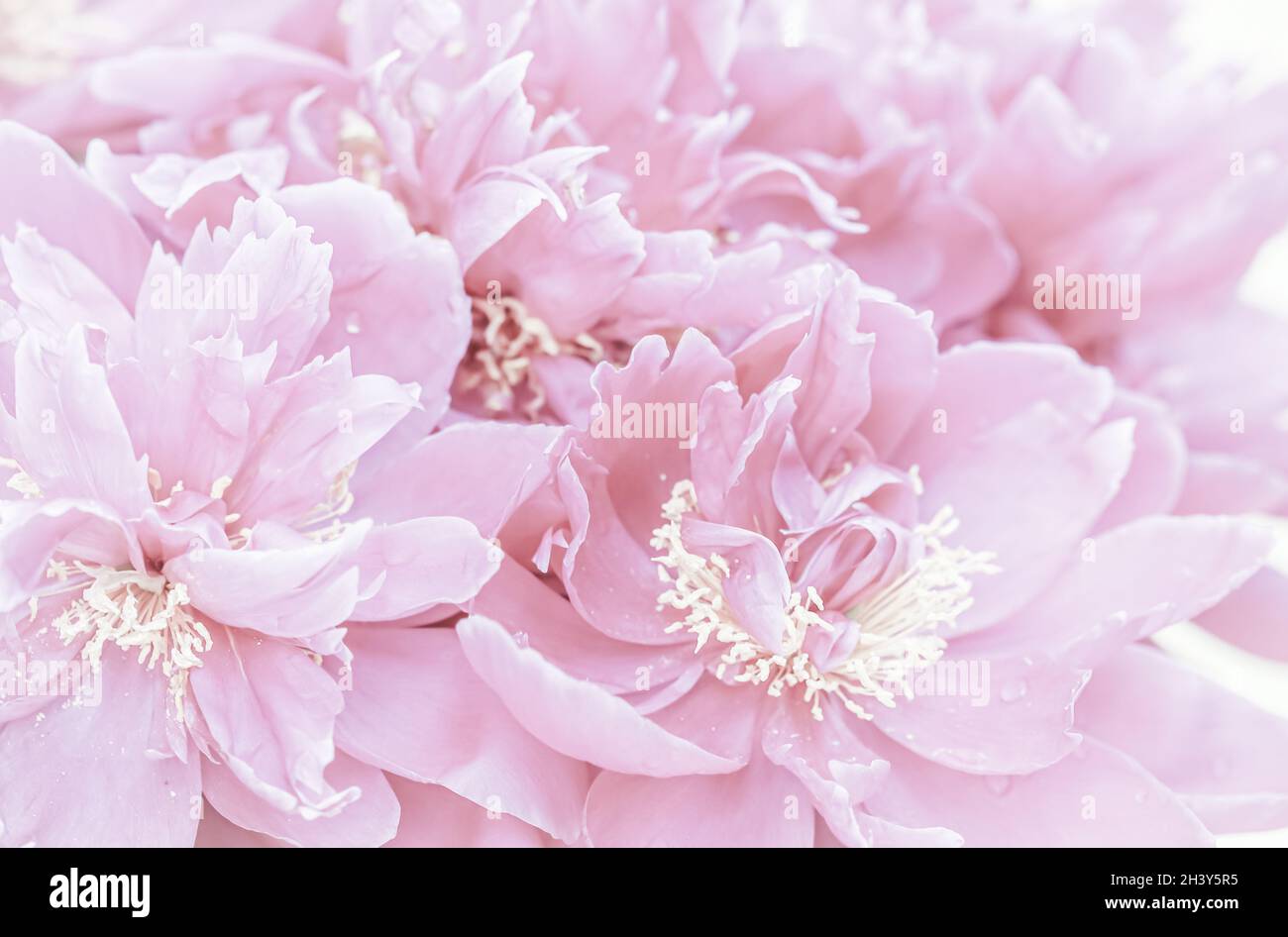 Soft focus, abstract floral background, pale pink peony flower petals Stock Photo