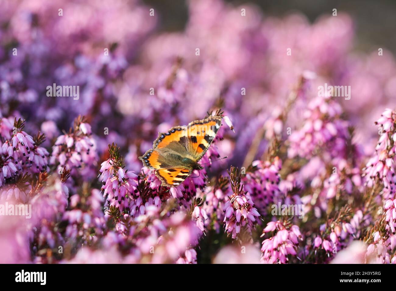 Pink Erica Carnea flowers (Winter Hit) and a butterfly in a spring garden Stock Photo