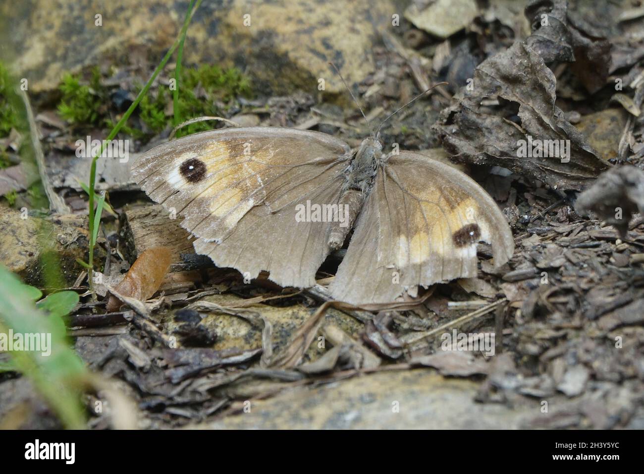 Maniola jurtina, meadow brown Stock Photo