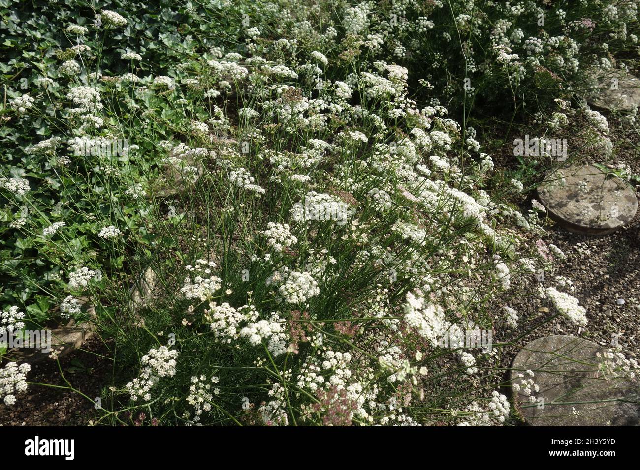 Seseli montanum, stone parsley Stock Photo
