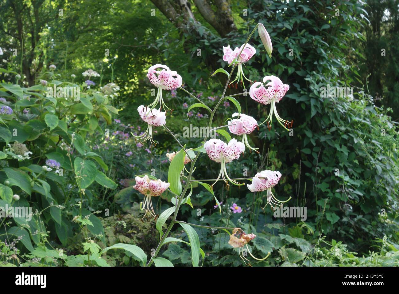 Lilium speciosum var. clivorum, japanese lily Stock Photo