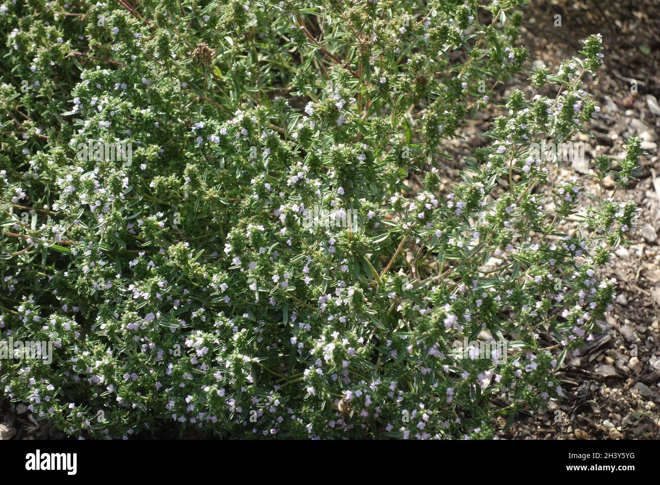Summer savory satureja hortensis hires stock photography and images