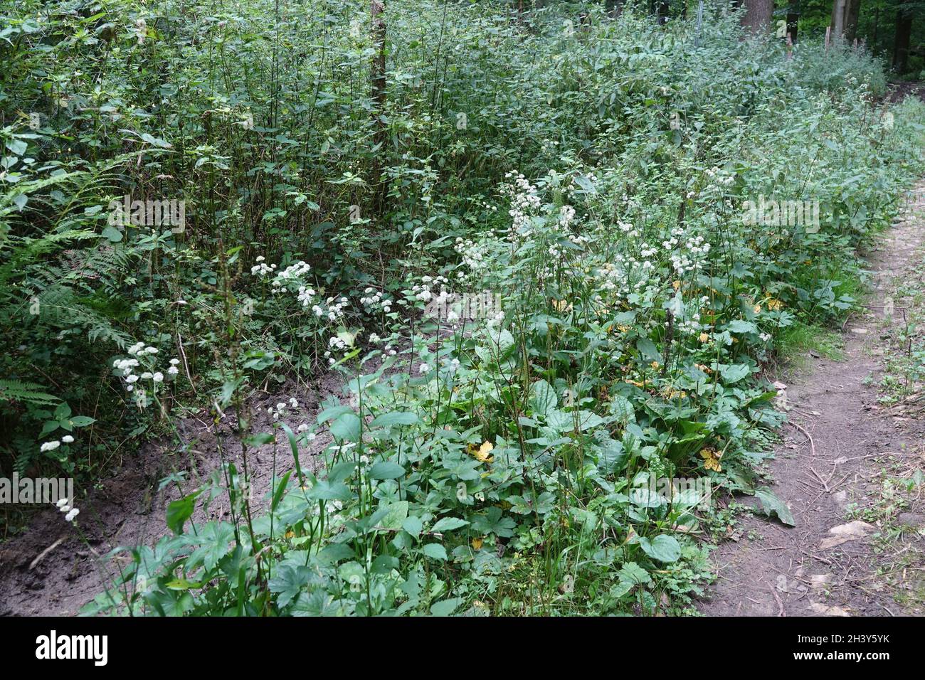 Astrantia major, great masterwort Stock Photo