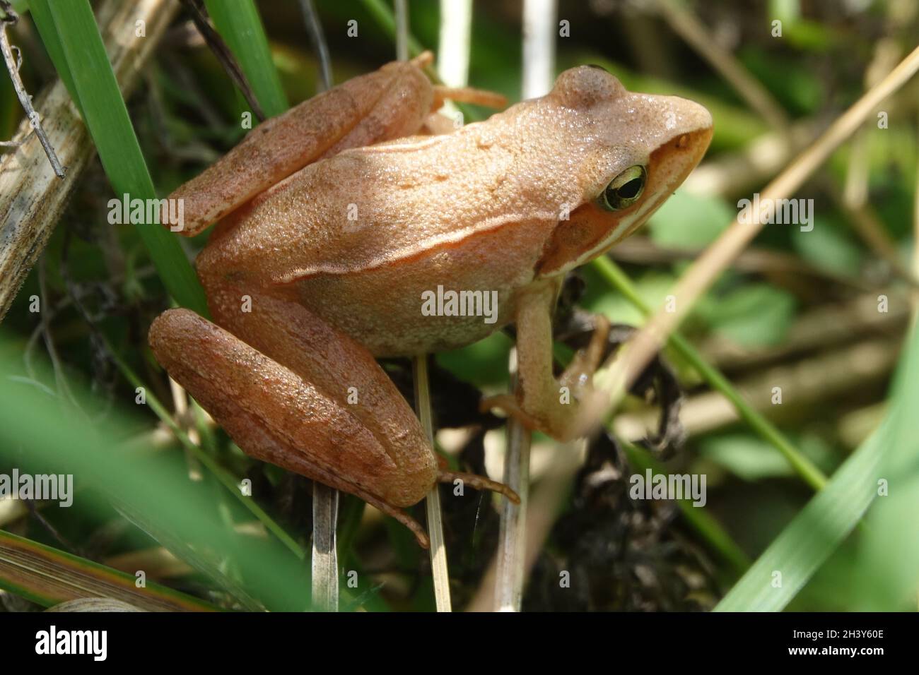 Rana dalmatina, agile frog Stock Photo