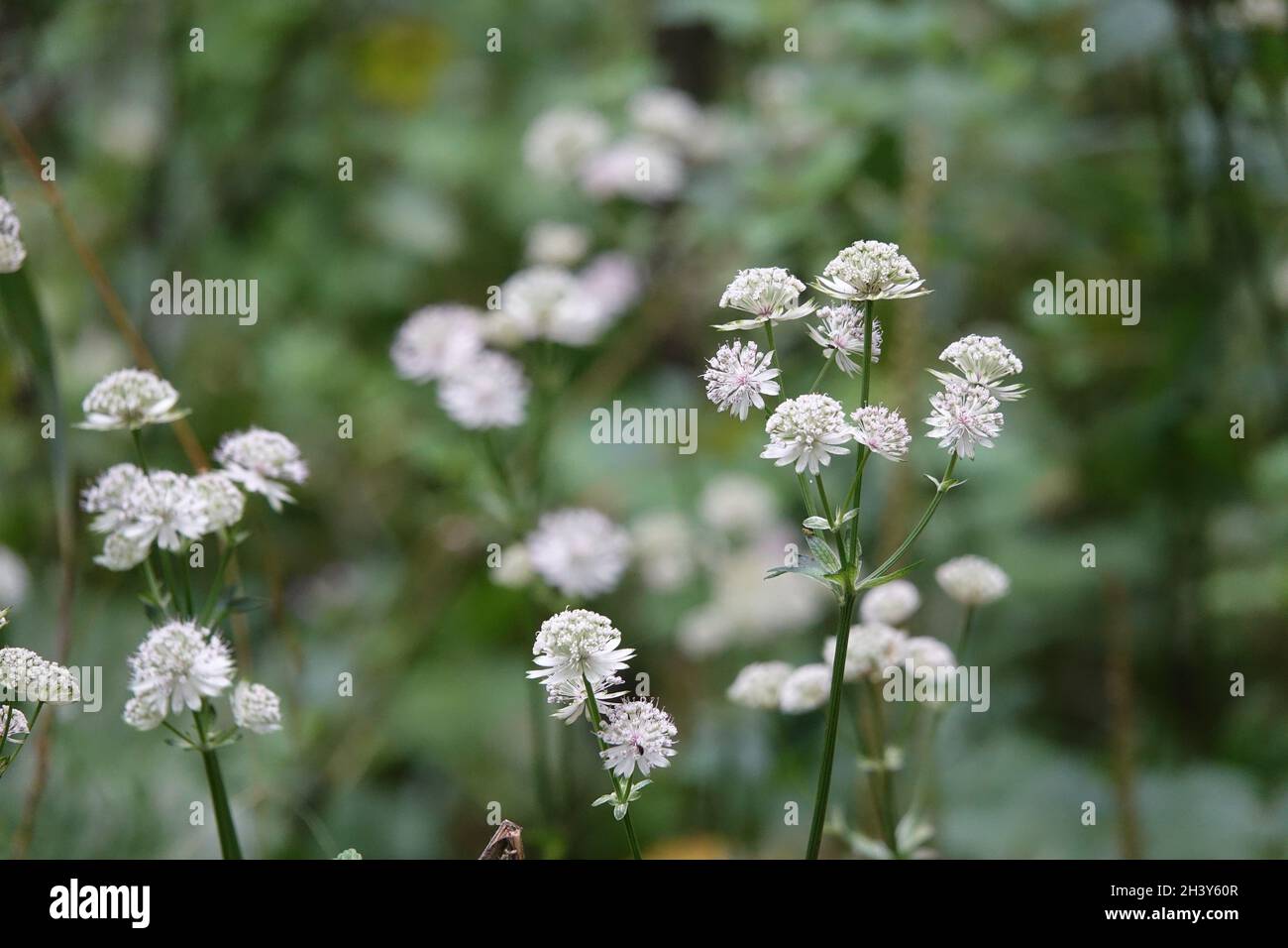 Astrantia major, great masterwort Stock Photo