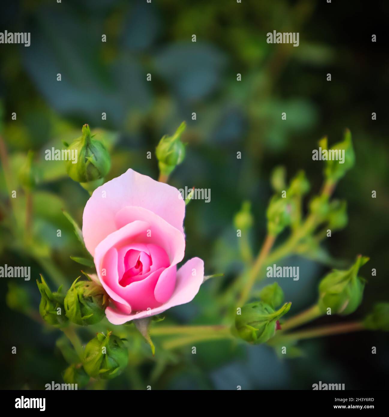 Beautiful pink rose Bonica with buds in the garden Stock Photo
