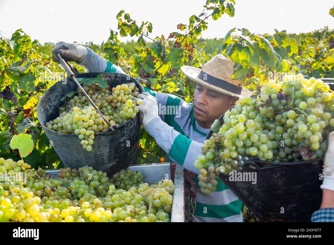 Hispanic man owner of vineyard pouring crop of grapes in truck Stock