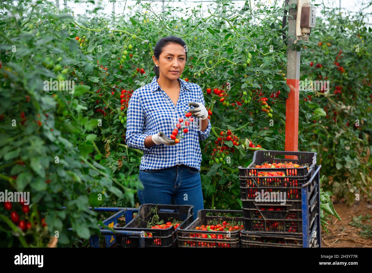 Latino woman harvesting cocktail tomatoes in greenhouse Stock Photo - Alamy