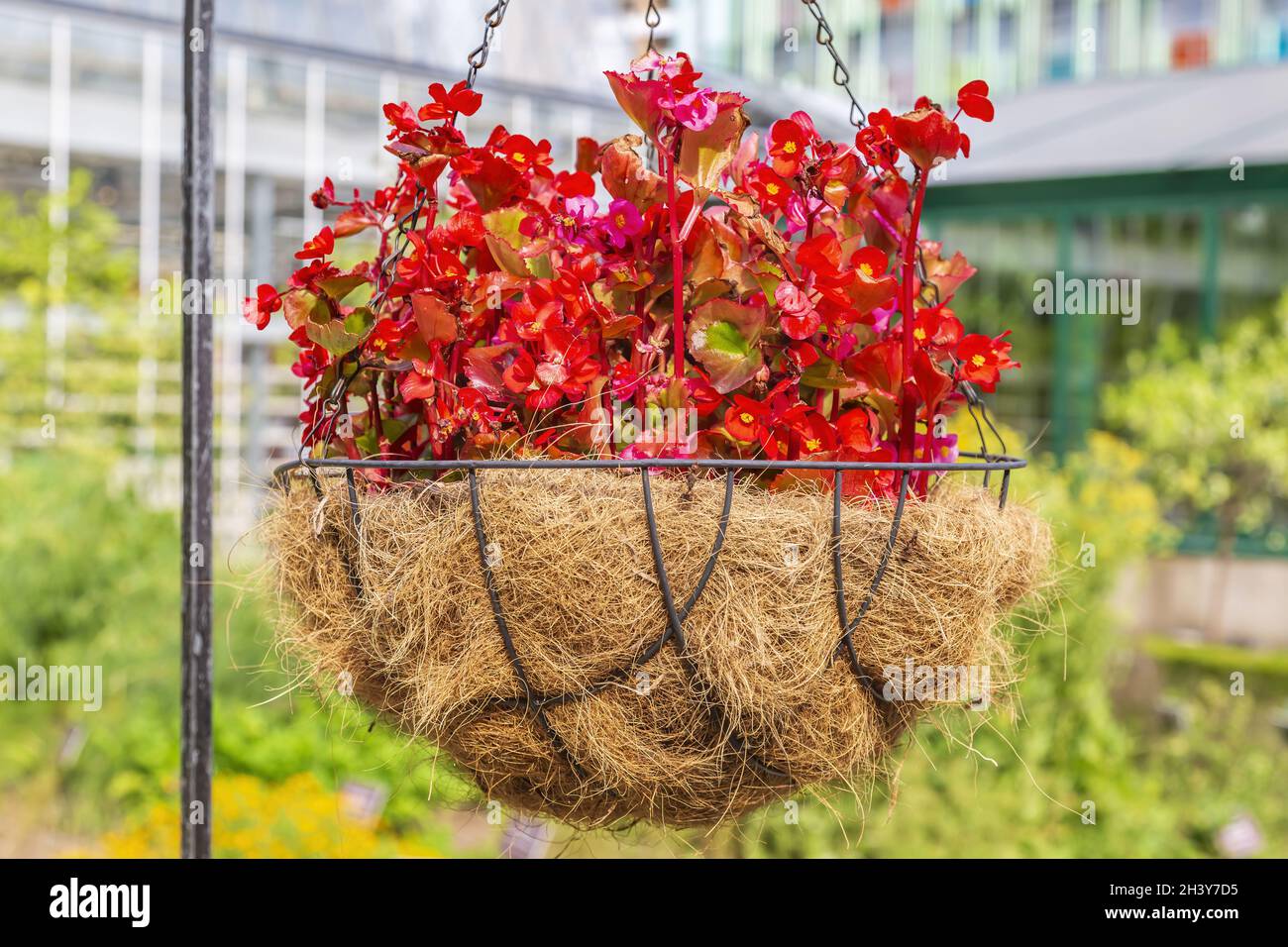 Flowerpot with bright red begonia hanging in the garden Stock Photo