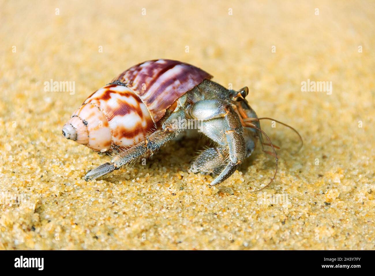 Hermit crab, Diogenes sp. Hermit or diogenes crab in a beautiful gastropod shell Stock Photo