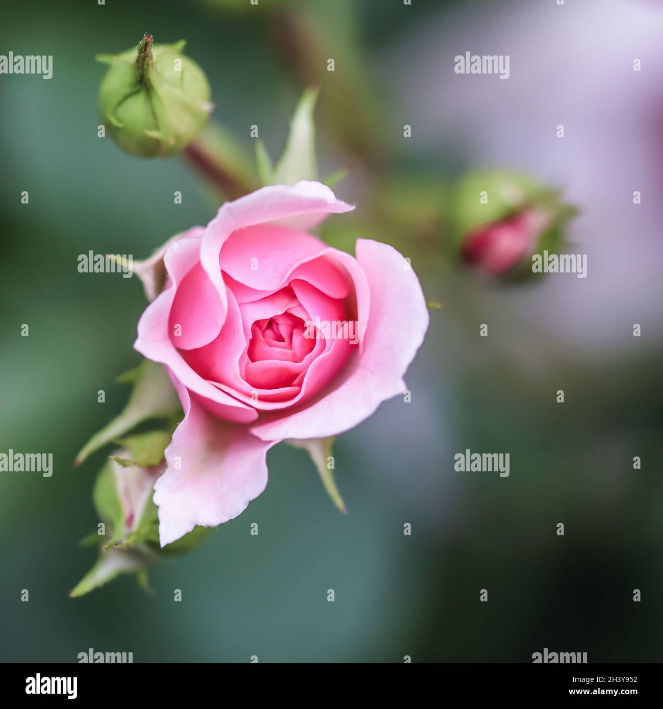 Pink rose Bonika in the garden. Perfect for background greeting cards for birthday, Valentine's Day and Mother's Day. Stock Photo