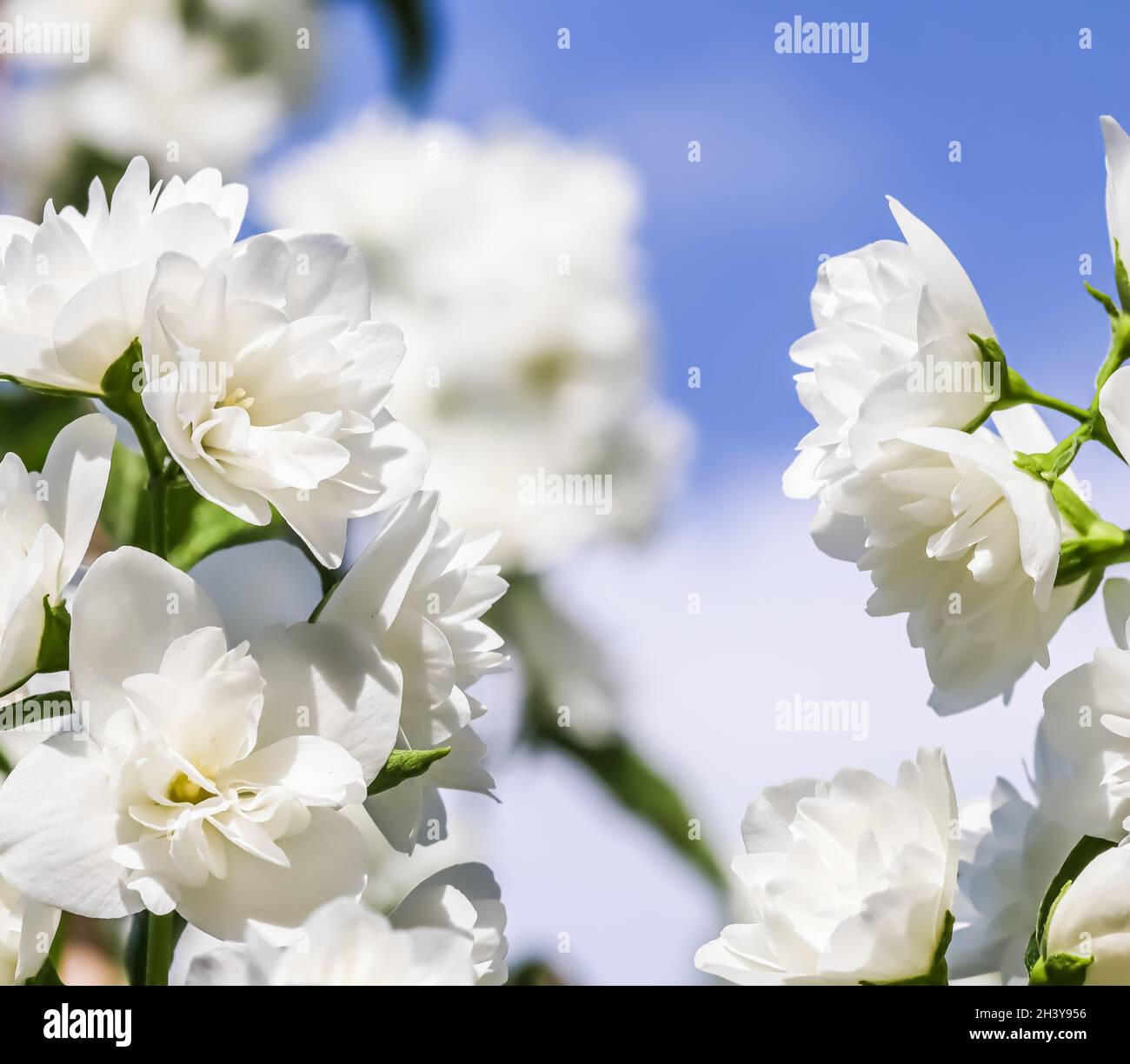 Abstract floral background, White terry Jasmine flower petals. Macro