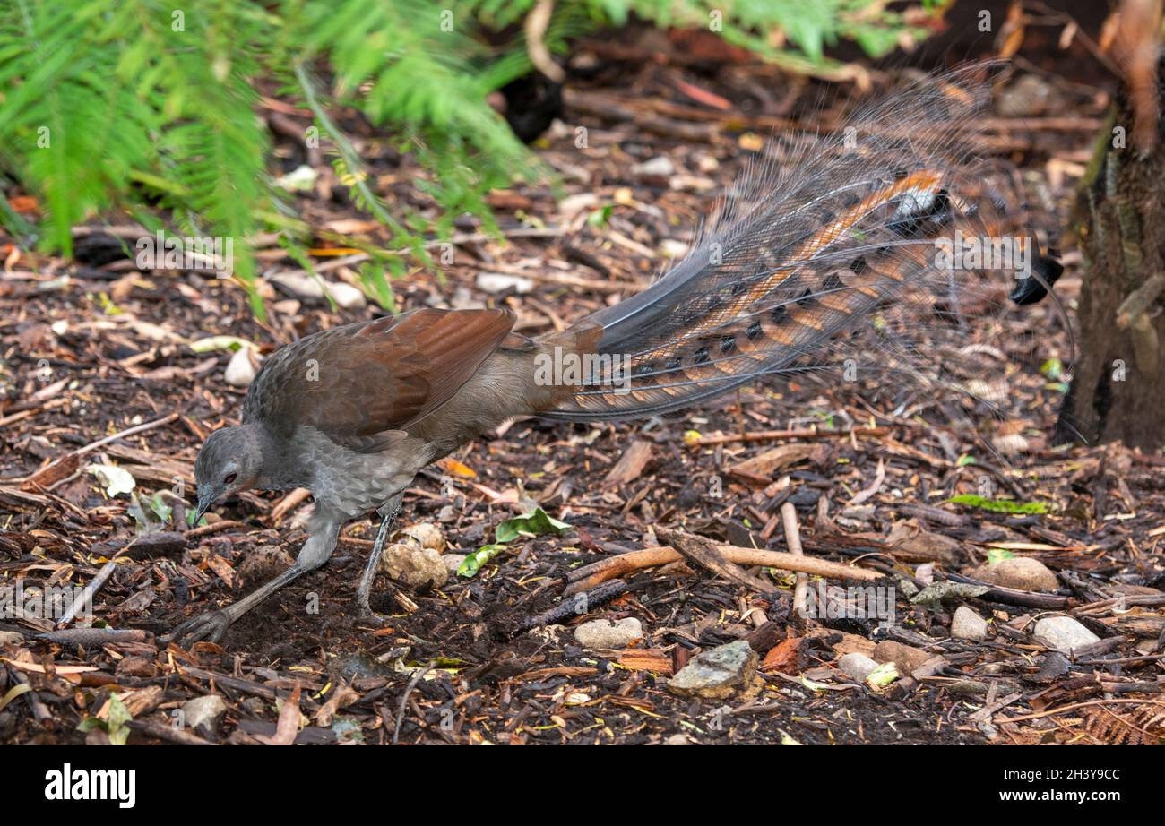 A Lyrebird scratching for worms in forest country of Victoria, Australia. Stock Photo