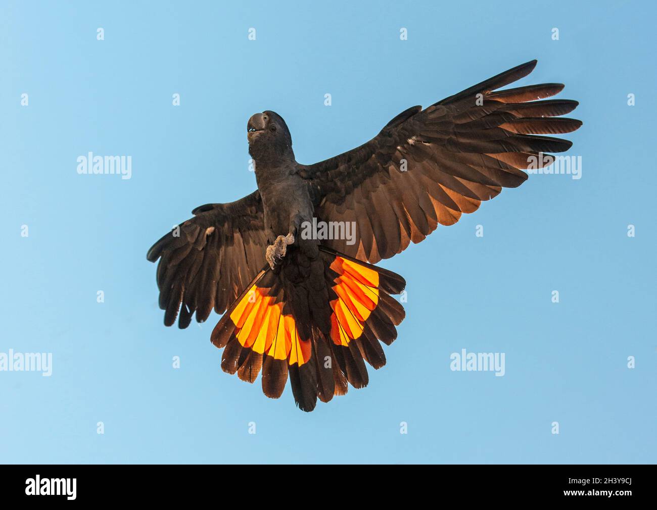 A red tailed black cockatoo in flight in outback Queensland, Australia