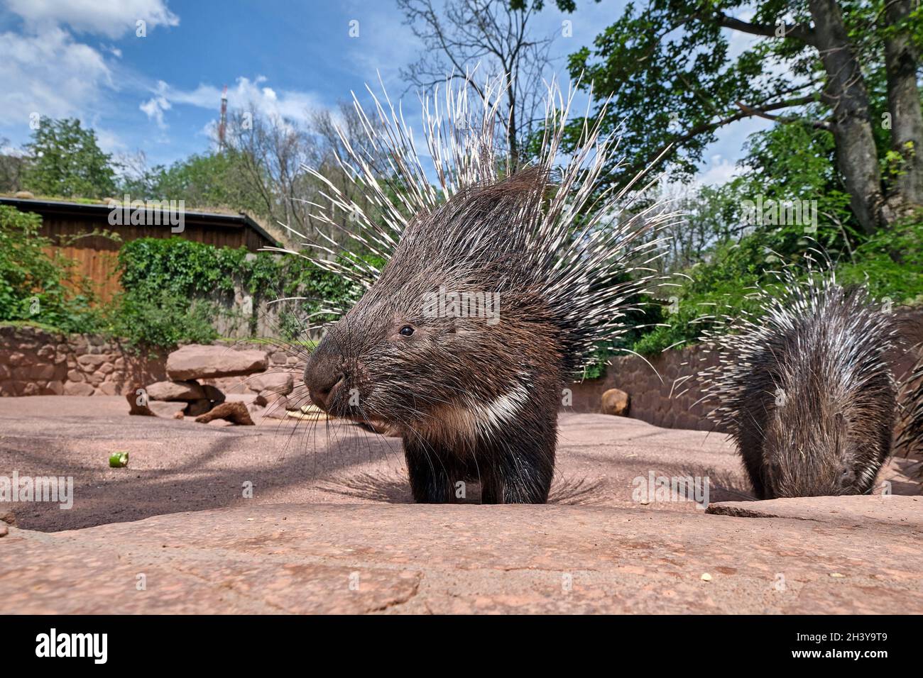 Indian white tailed porcupine (Hystrix indica). Stock Photo